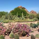 Desert Botanical Garden