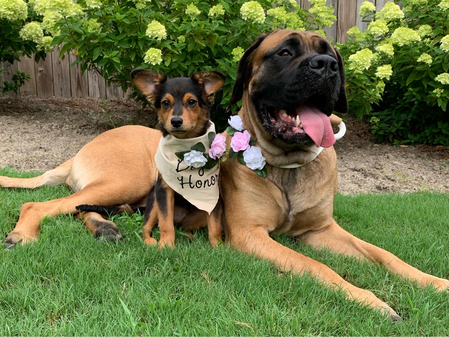 The Wedding Website of Jocelyn Dripps and Derek Buzard
