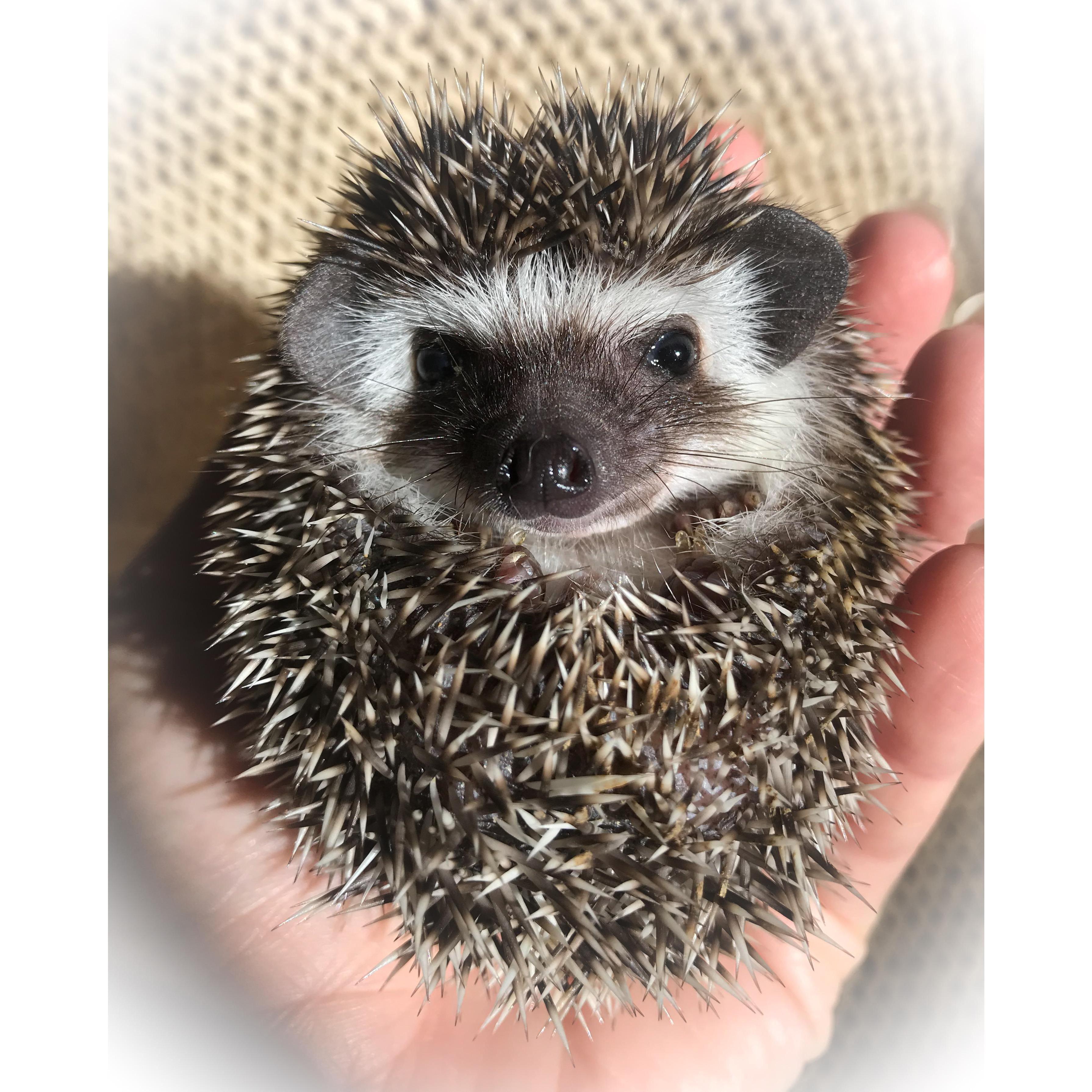 Fur Baby #11 Prickles!