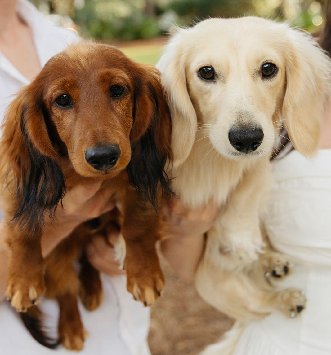 The Wedding Website of Addison Michelle Cottone and Logan Sanders McDaniel