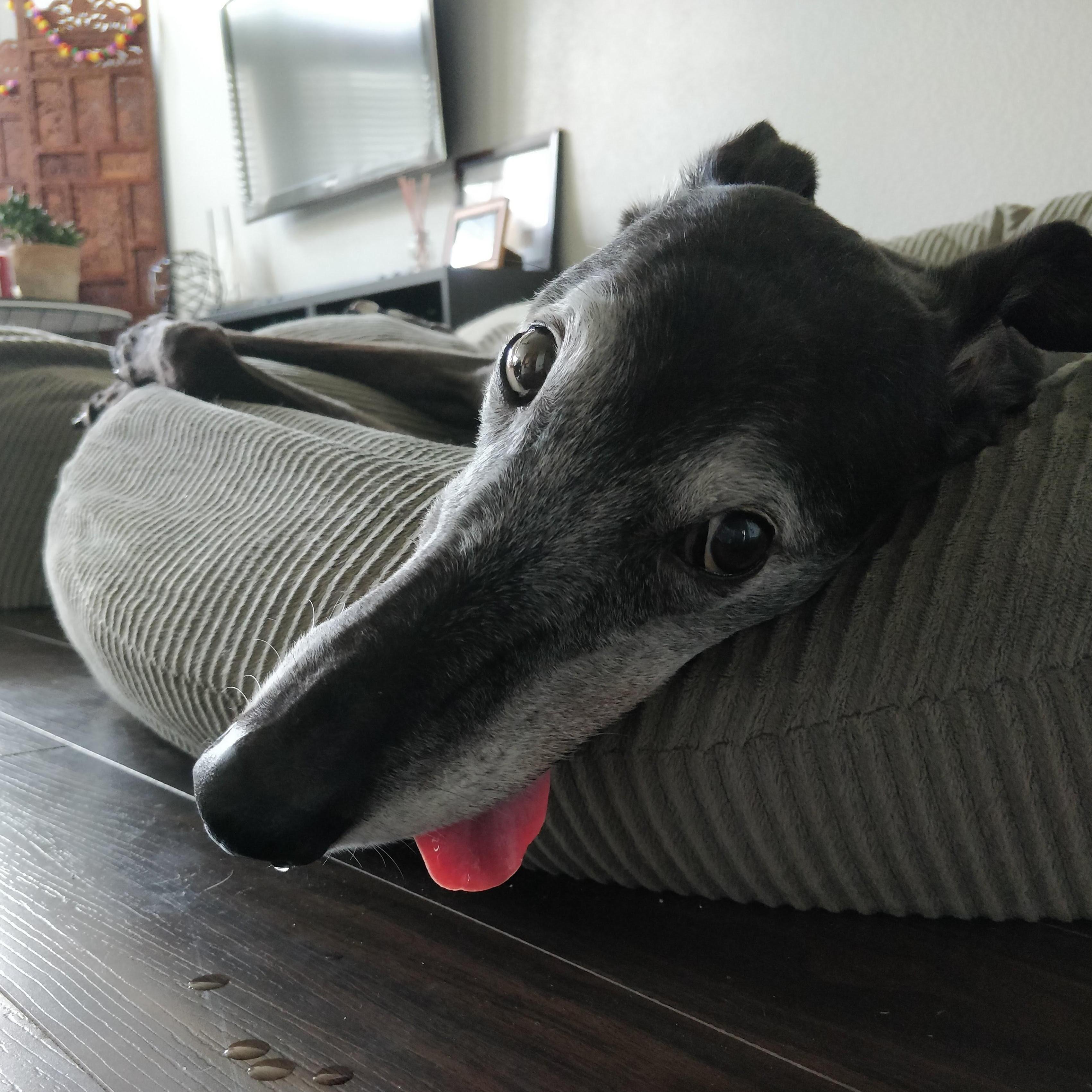 Derpy Ramesses