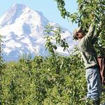 Hood River Fruit Loop