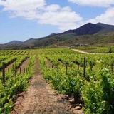 Valle de Guadalupe