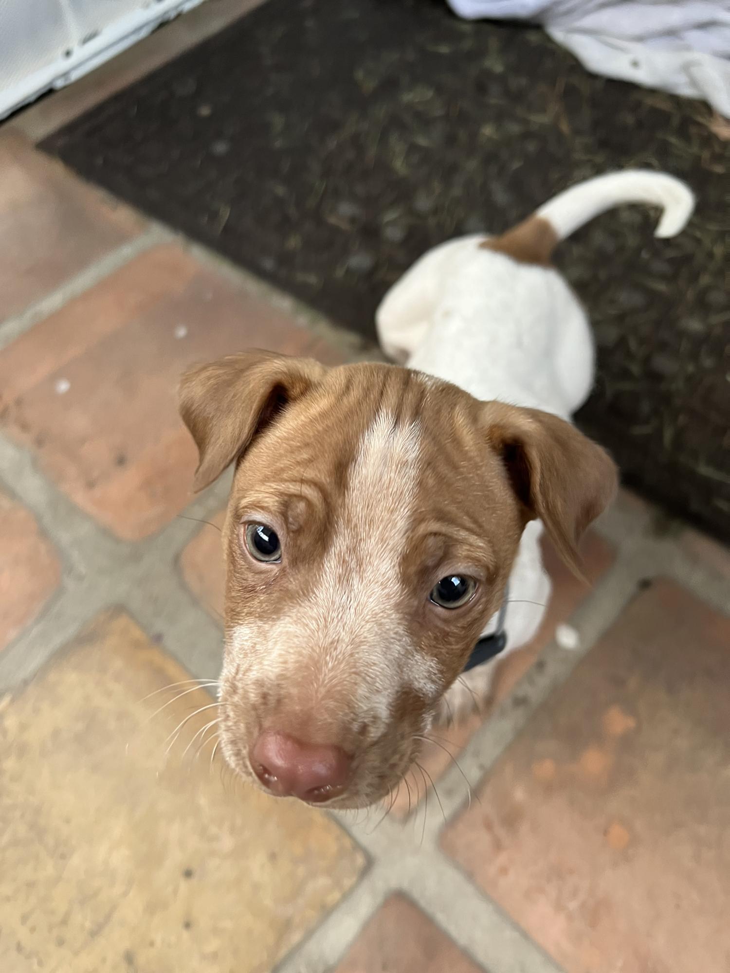 Watching our pup Bisbee grow!