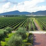 Casa Vitivinícola Bodegas De Cote