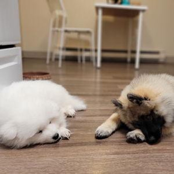 Pet Hotel For Our Honeymoon