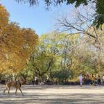 Tompkins Square Park
