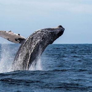 Whale Watching in Maui