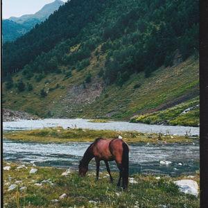 Horseback Riding On Our Honeymoon