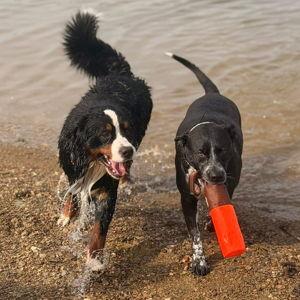Year's Supply Of Pet Treats and Toys