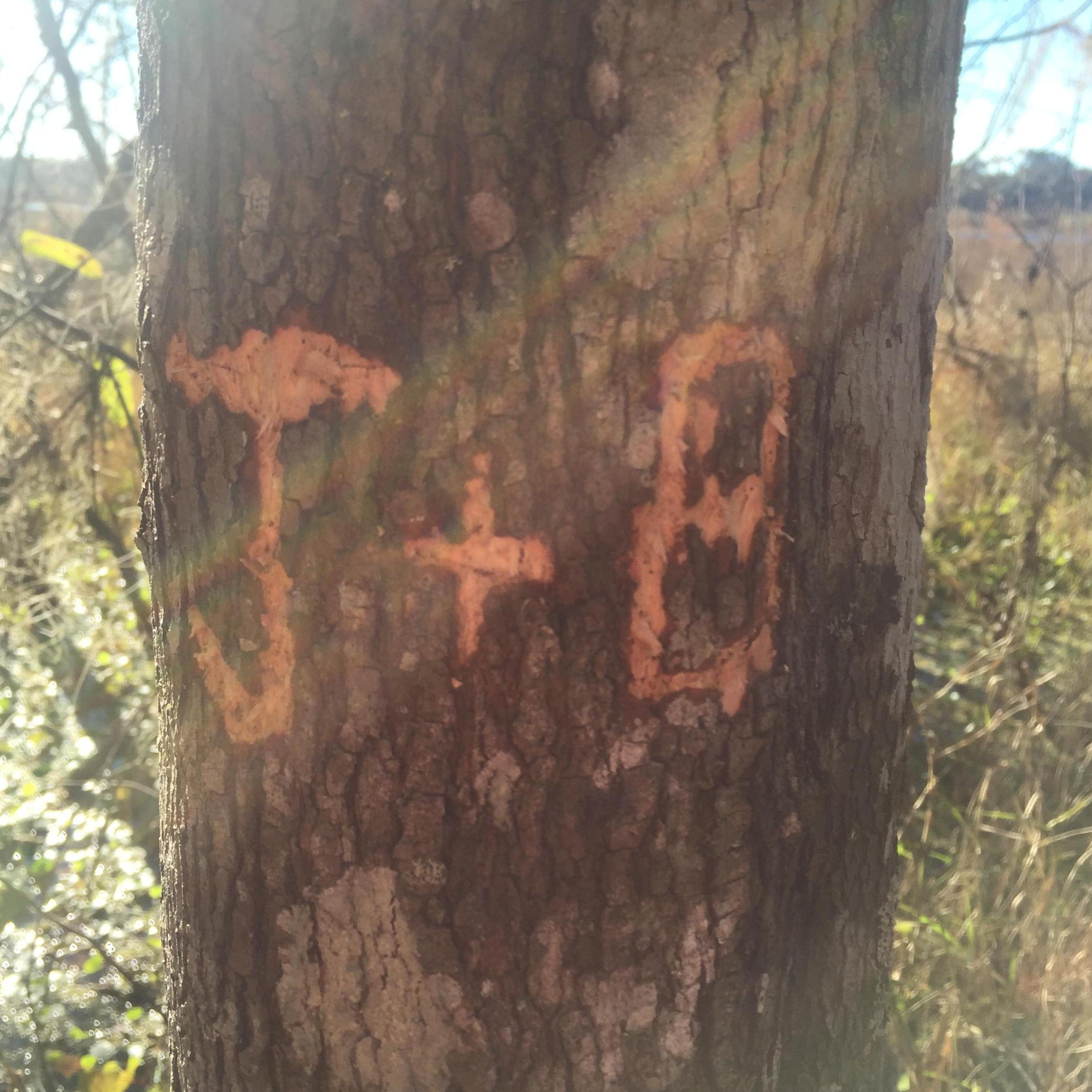 On a midday hike in Gainesville.