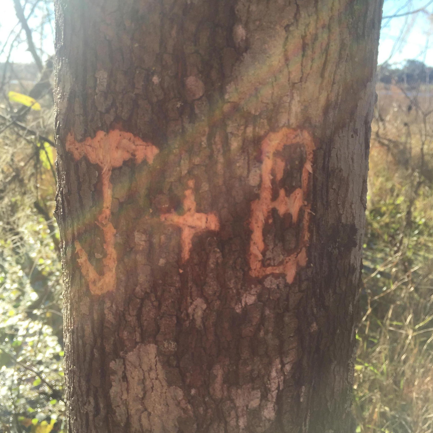 On a midday hike in Gainesville.