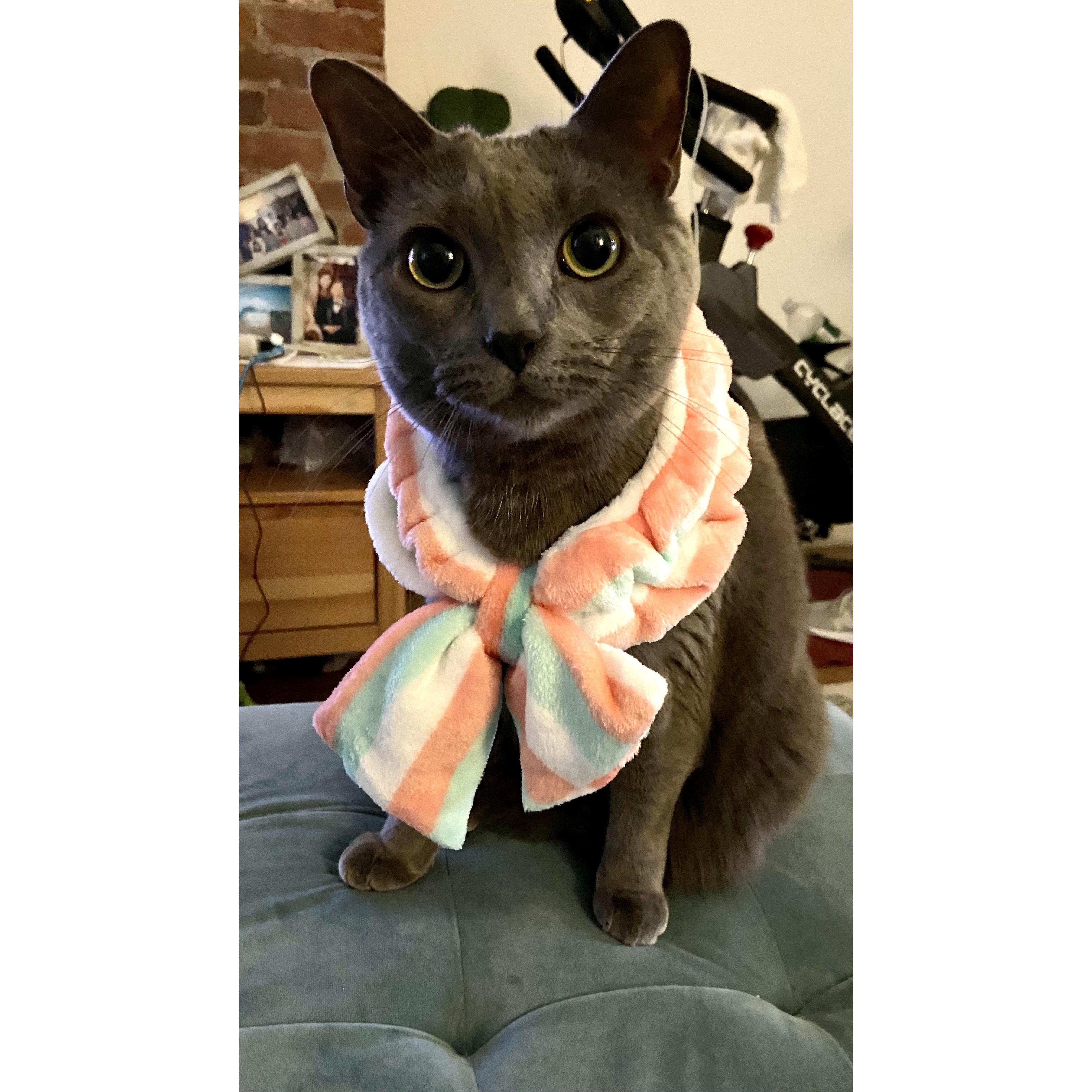 Tilly, The Sweetest Kitty in the World!