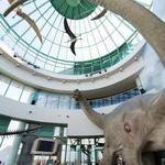 North Carolina Museum of Natural Sciences