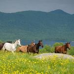 Horseback Riding