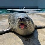 Mystic Aquarium