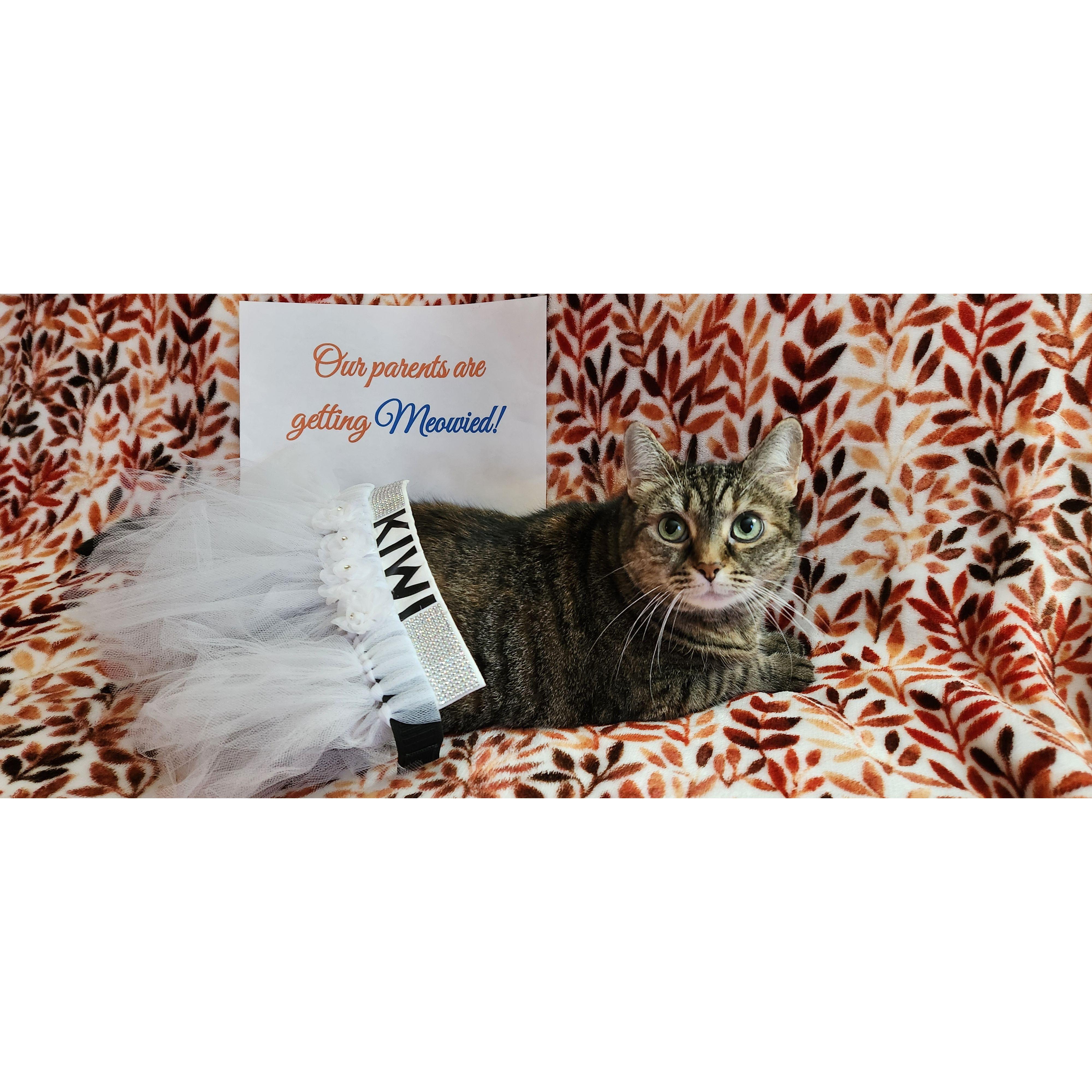 Our baby princess Kiwi in her adorable tutu (that she's just a tad too chonky for..)