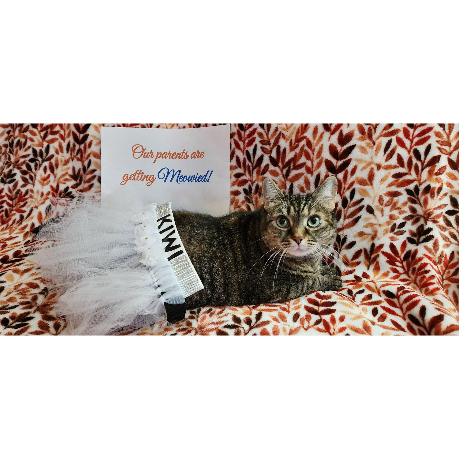 Our baby princess Kiwi in her adorable tutu (that she's just a tad too chonky for..)