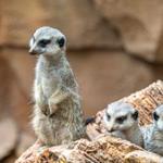 Lincoln Park Zoo