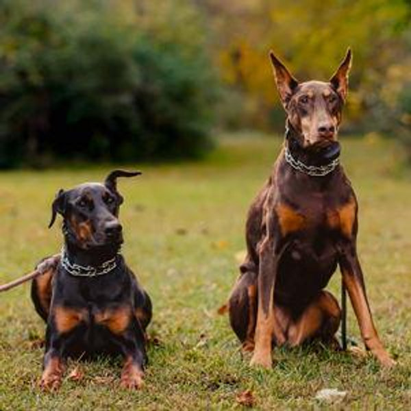 Athena & Cleo "Honeymoon" Dogsitter