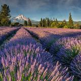Hood River Lavender Farms