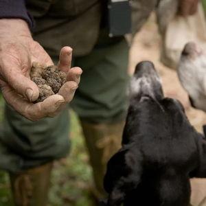 Truffle Hunting in Tuscany