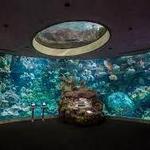 Shedd Aquarium
