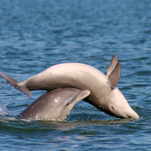 Catamaran & Snorkling with Dolphins