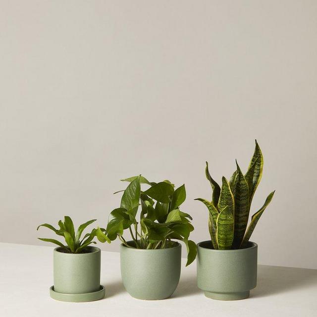 The Sill - Low Light Plants Subscription (3-Plants)
