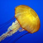 Aquarium of the Pacific