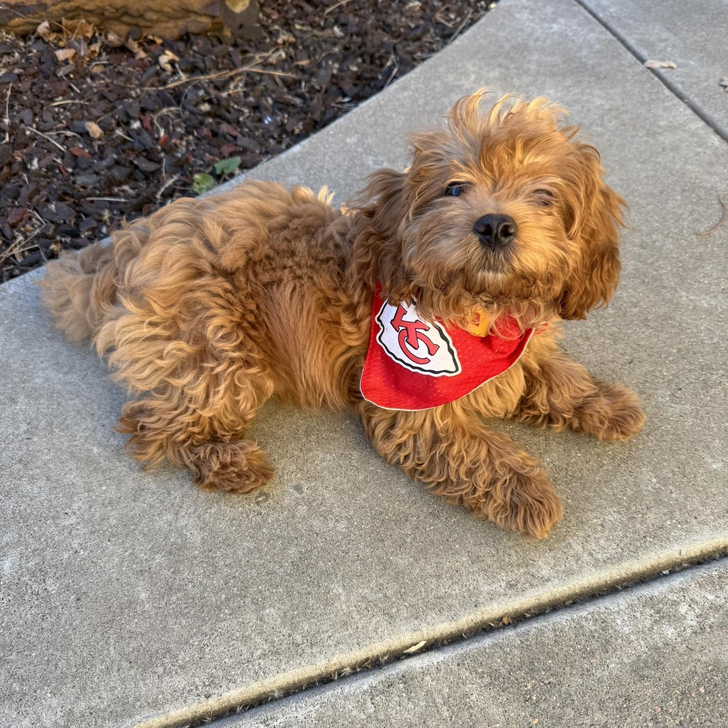 Another picture of Nugget, because why not?! We can't wait to see everyone on the big day! Thank you for all of your love and support.