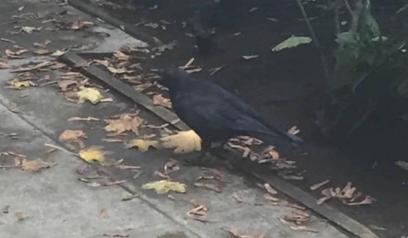 The Wedding Website of Sierra Nicole Guarino and Jeffery Alan Williams