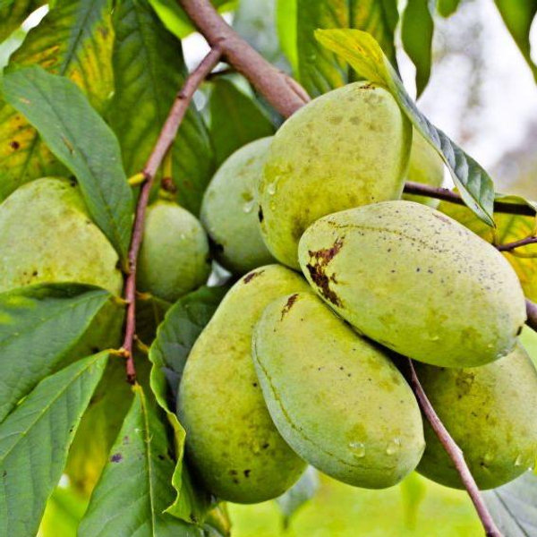 Fruit trees