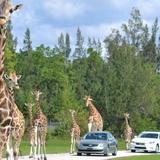 Lion Country Safari