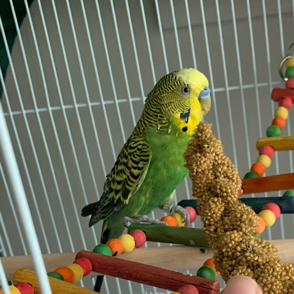 Our other budgie Green Bean.