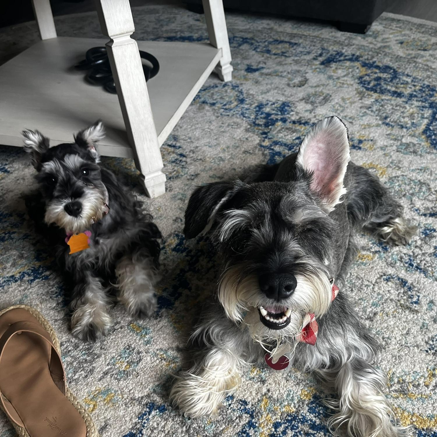 Our Fur Babies