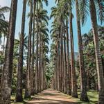 Jardim Botânico and Parque Lage (Botanical Gardens & Park Lage)