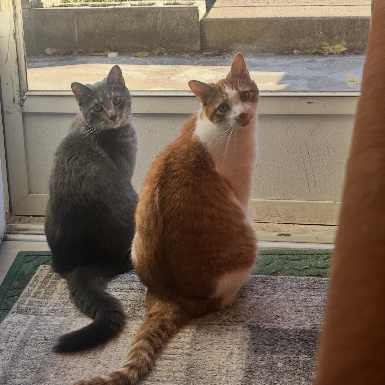 Our cats Lola (gray tabby 2 yrs old) and Princeton (orange tabby 4 yrs in June)