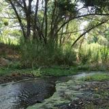 Hassayampa River Preserve