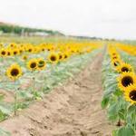 Southern Hill Farms