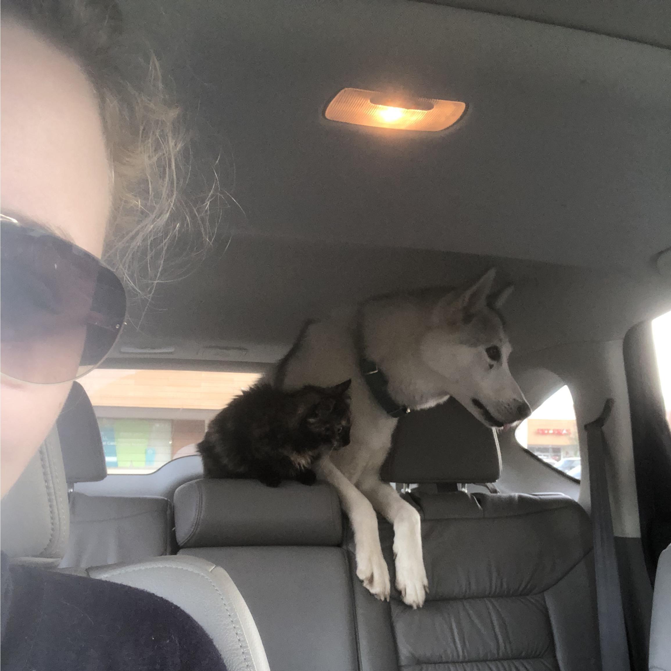 Even our animals like each other