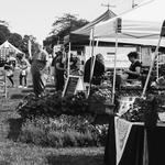 Sayville Farmers Market