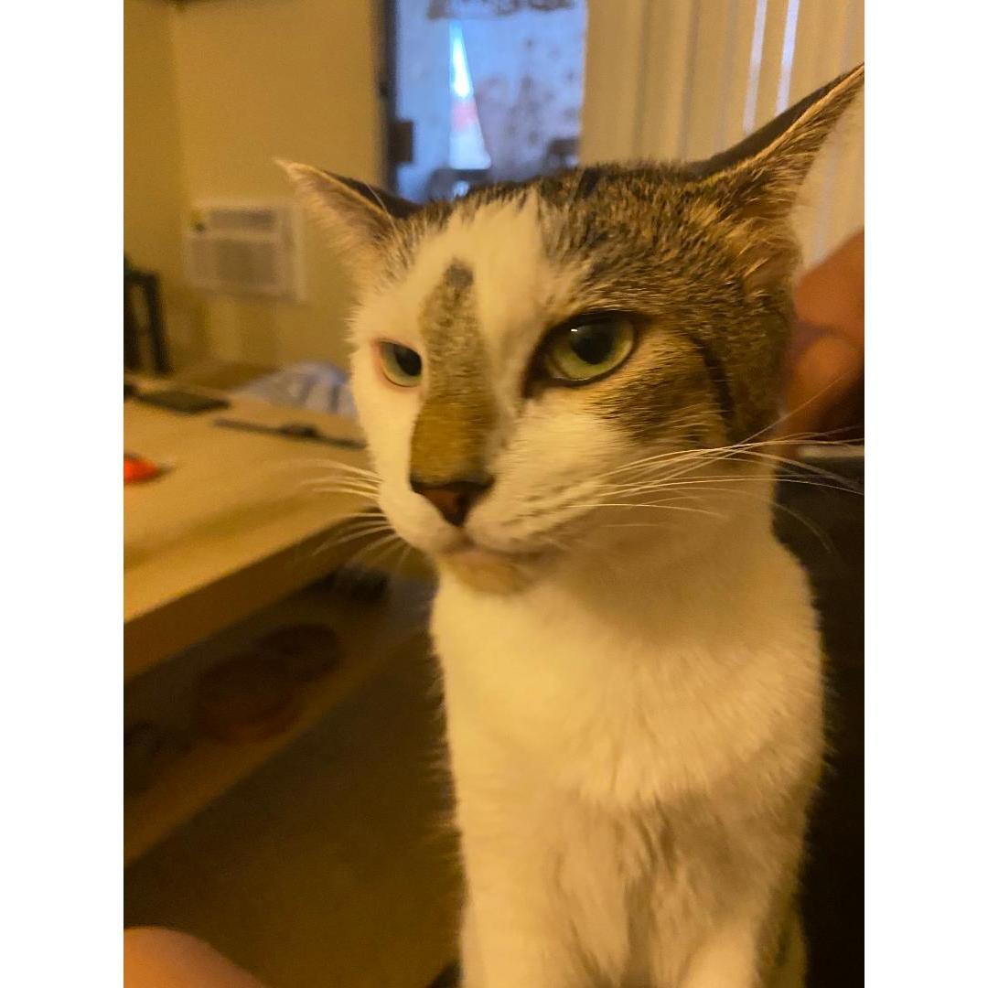 Our cat Humphrey!