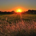 Louisiana State University Rural Life Museum