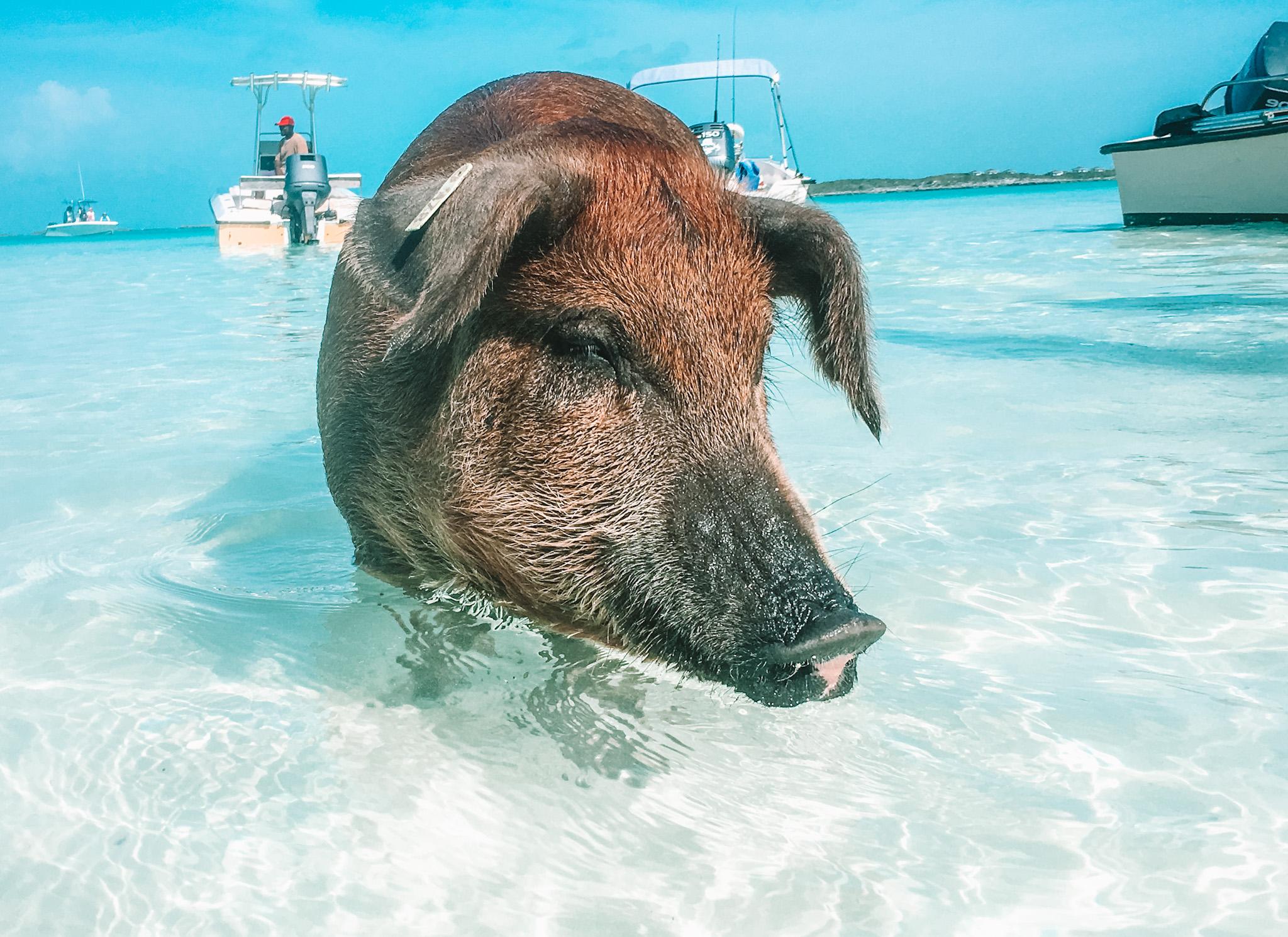 The Wedding Website of Hannah Shuman and John Korner