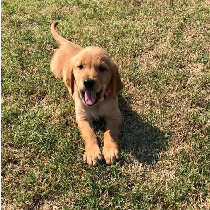Rose at 8 weeks old