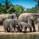 Houston Zoo