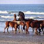 Wild Horse Adventure Tours