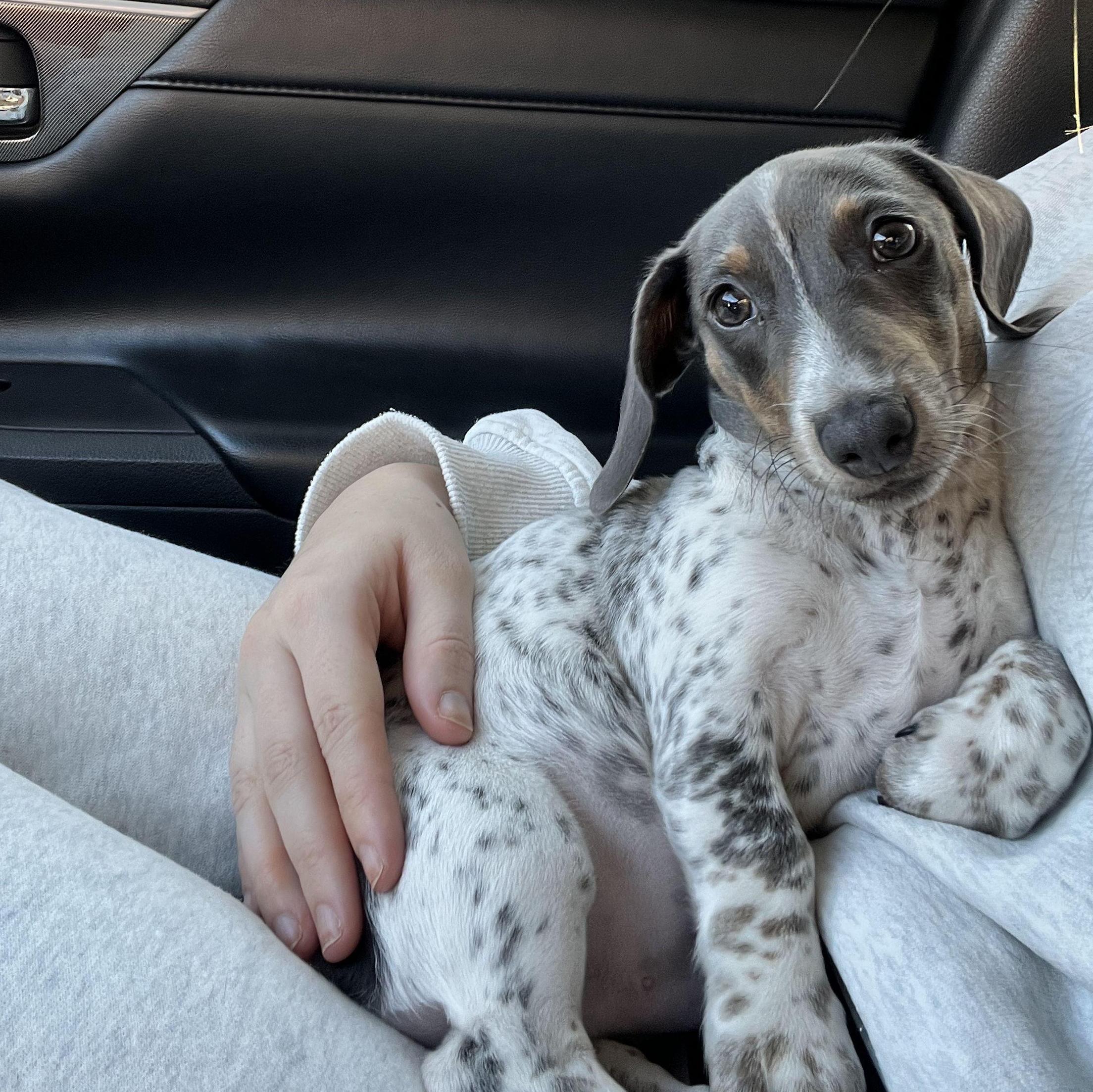 Lou loves car rides