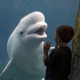Mystic Aquarium